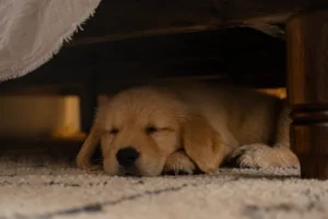 Do Dogs Like Enclosed Beds